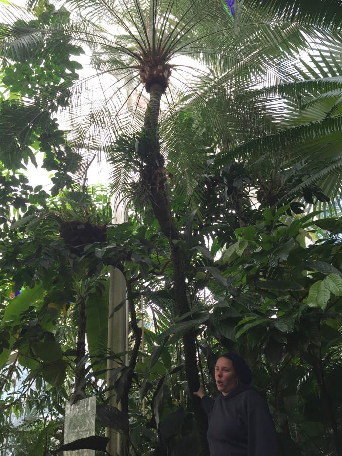 Exhibition creator Lau Hodges with the pygmy date palm from the original 1915 PPIE