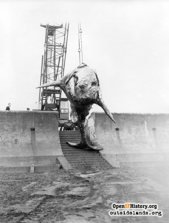 Ocean Beach. Crane hoisting dead whale over the seawall. Courtesy of openhistorysf.org