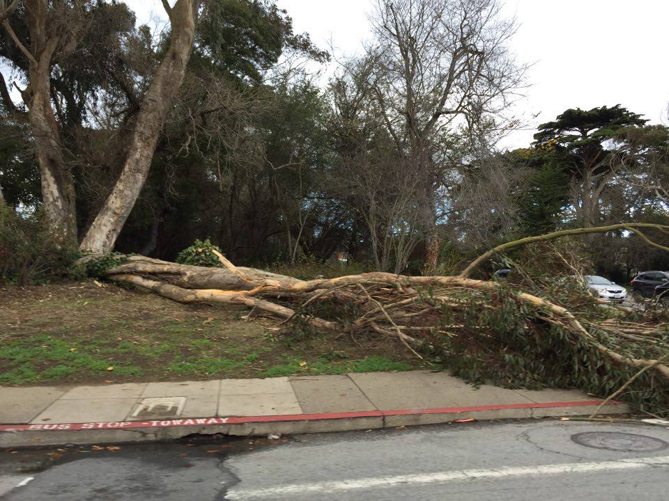 A downed eucalyptus at the corner of California and Park Presidio. Photo by Jill W.