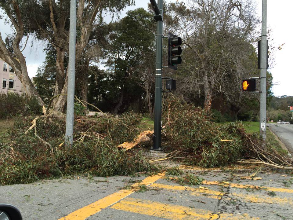 A downed eucalyptus at the corner of California and Park Presidio. Photo by Jill W.