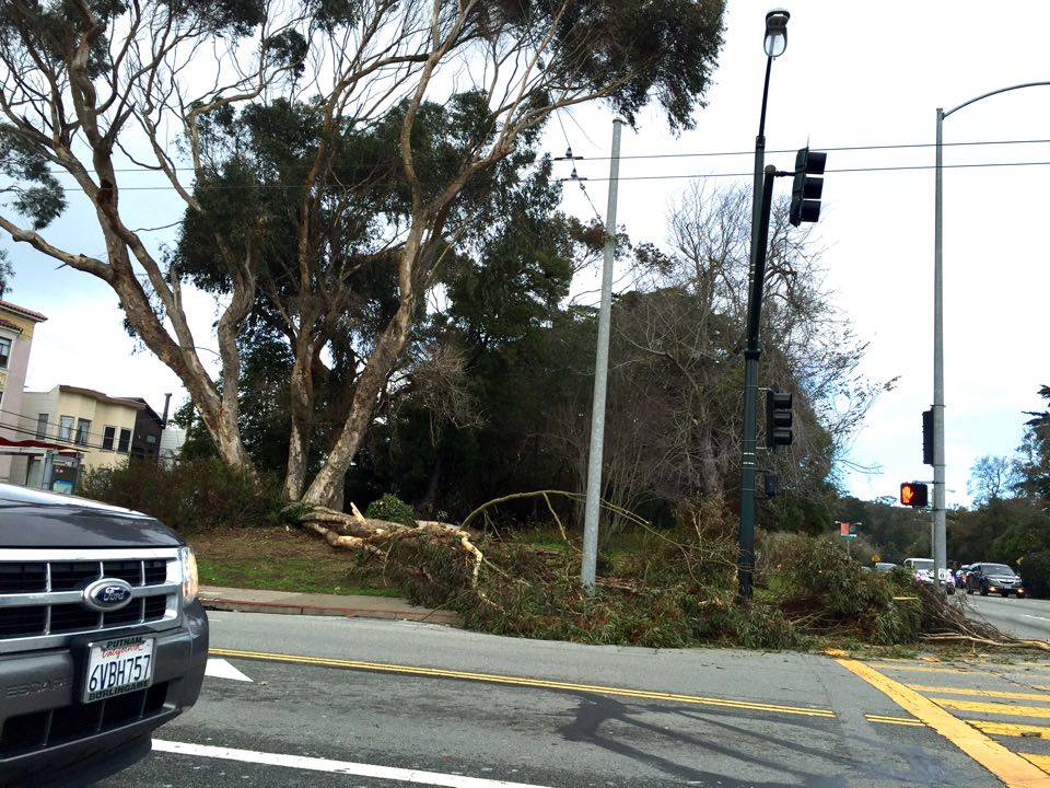 A downed eucalyptus at the corner of California and Park Presidio. Photo by Cheryl S.