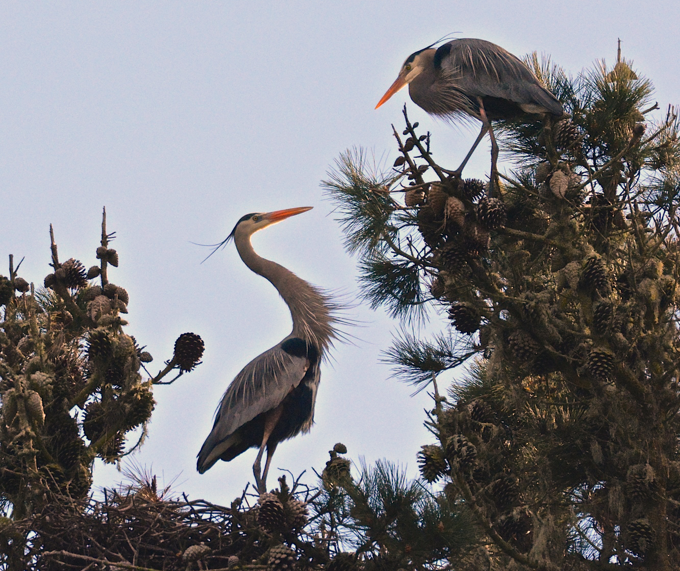 The Great Herons at Stow Lake. Photo by Grace Ruth. 