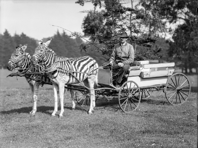 Golden Gate Park circa 1925. Zebra Team with man and cart. OpenSFHistory / wnp14.4531.jpg 