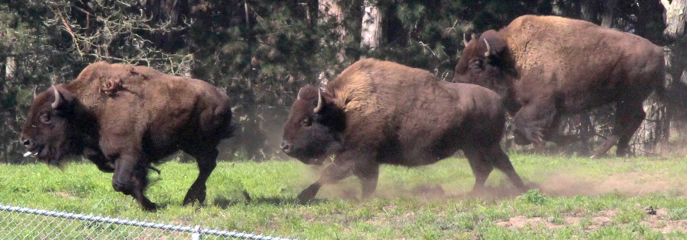 The bison in Golden Gate Park galloped through their paddock as marchers passed by. Photo by Randy Wiederhold.